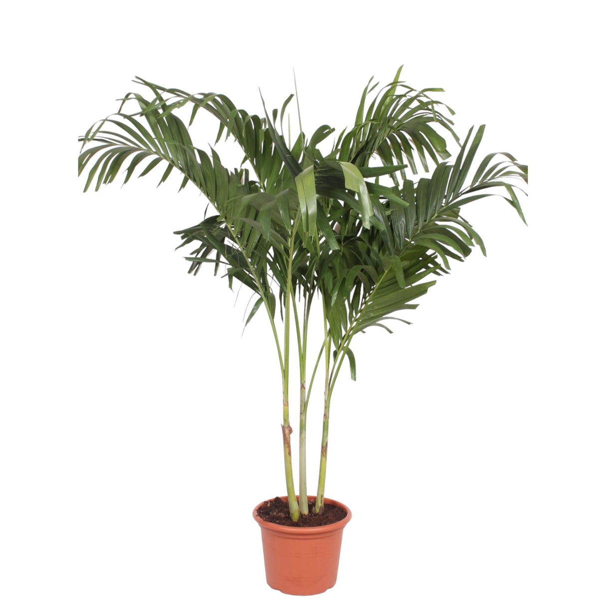 Veitchia Merrillii multi stam ↕ 220 cm hoog ⟷ 45 cm pot