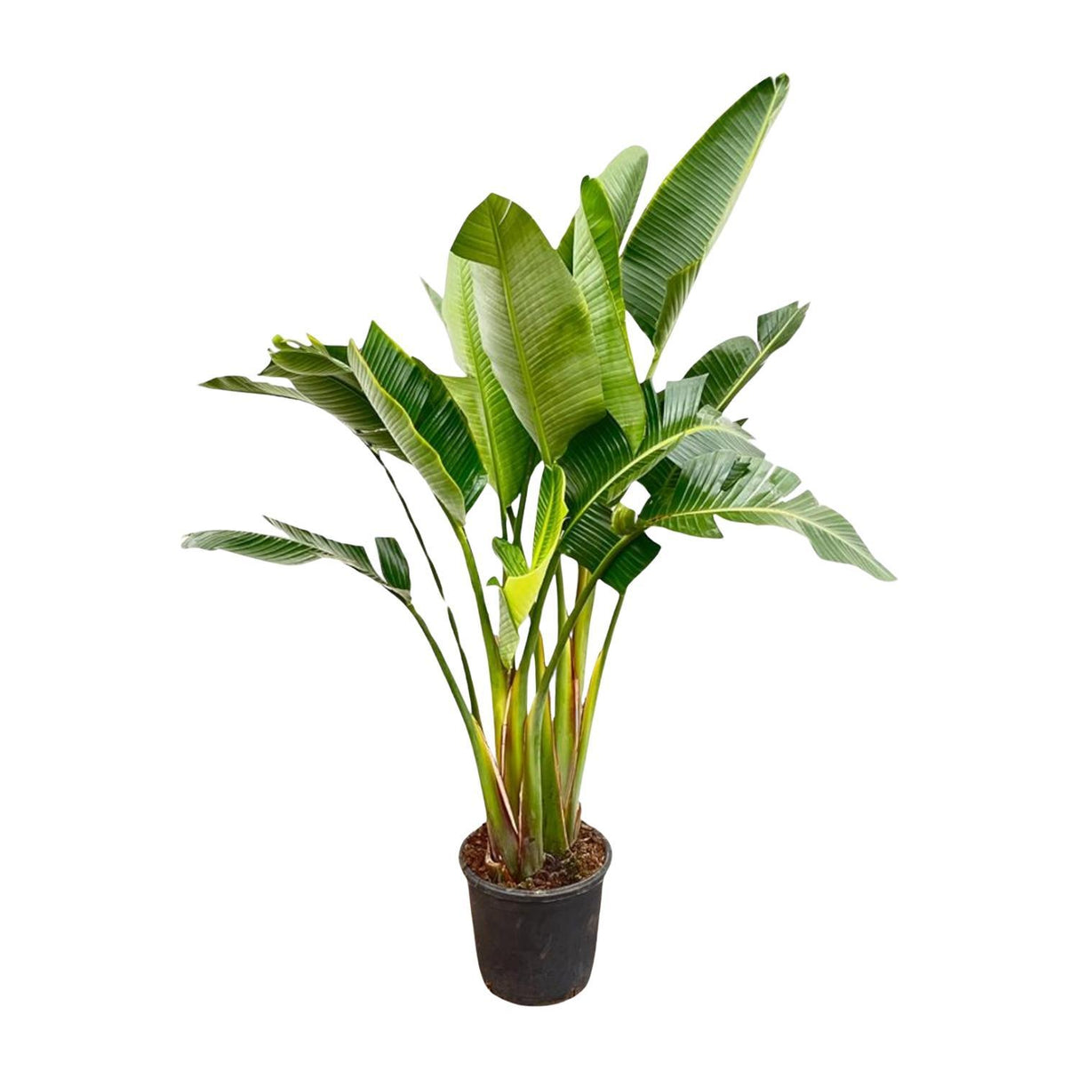 Strelitzia Augusta Multi Stam ↕ 190 cm hoog  ⟷ 30 cm pot