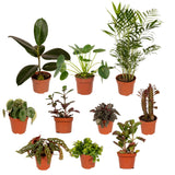 Plantaza Groene Klungelbox ↕ 15-25 cm hoog  ⟷ 10-12 cm pot - 10 kamerplanten