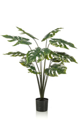 Monstera Deliciosa - ↕ 80 cm hoog  ⟷ 14 cm pot