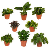 Plantaza Groene Verrassingsbox ↕ 20-30 cm hoog  ⟷ 10-12 cm pot - 8 kamerplanten