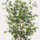 Eucalyptus - Blauwe Gomboom  - ↕ 140 cm hoog  ⟷ 15 cm pot