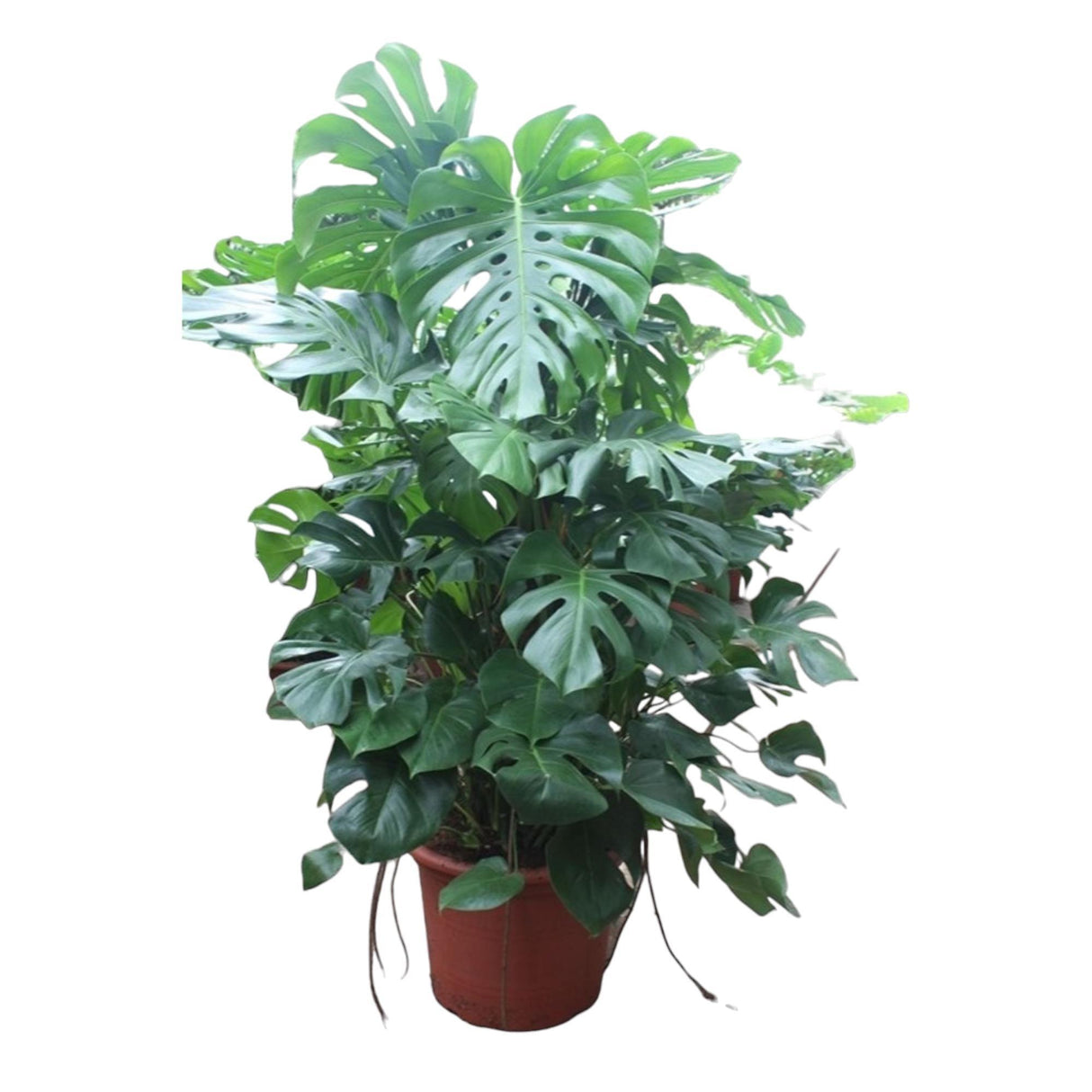 Monstera Deliciosa ↕ 190 cm hoog  ⟷ 50 cm pot