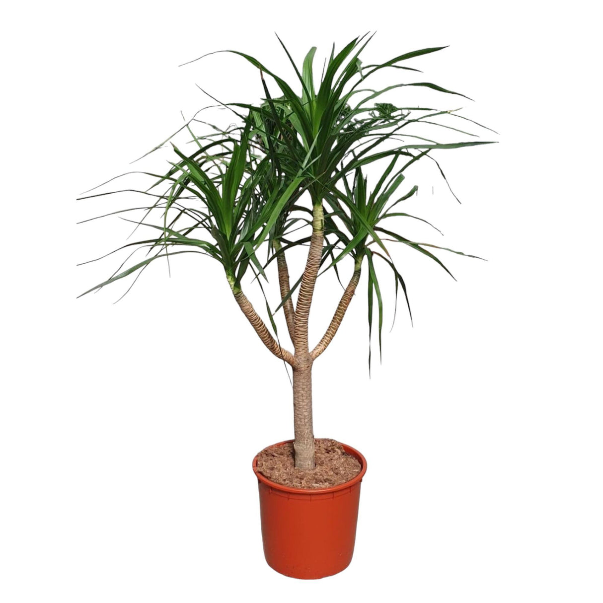 Dracaena Draco vertakt ↕ 150 cm hoog  ⟷ 34 cm pot