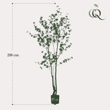 Tropaeolum Speciosum - Oost Indische Kers - ↕ 210 cm hoog  ⟷ 17 cm pot