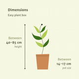 Plantaza Groene Combibox  - ↕ diverse hoogtes  ⟷ 14-17 cm pot - 4 kamerplanten