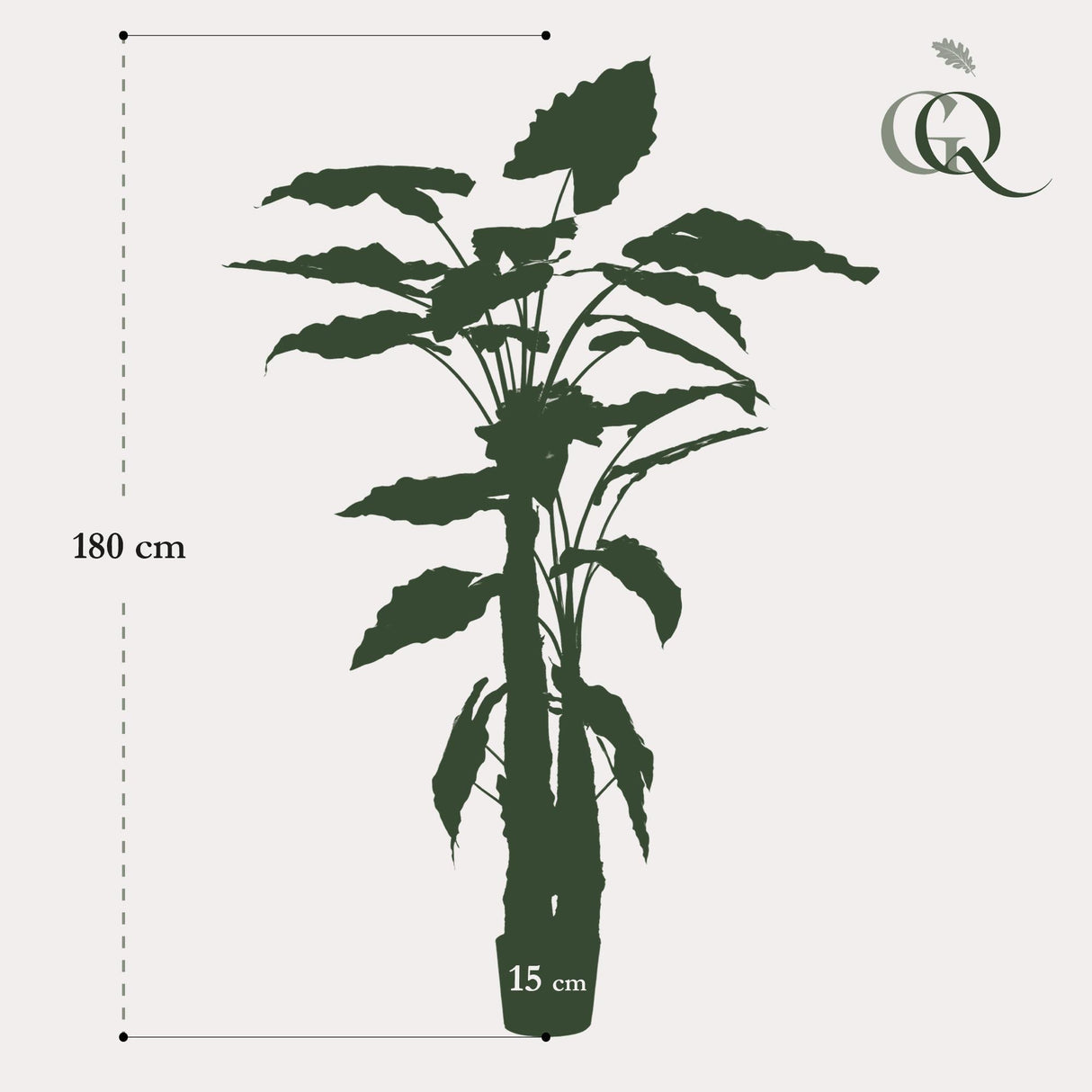 OVIDIO - Alocasia - Olifantsoor ↕180  cm hoog  ⟷ 15 cm pot