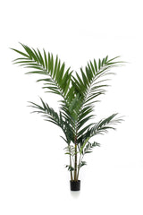 Kentia -Kentiapalm - ↕ 150 cm hoog  ⟷ 12 cm pot