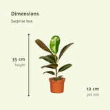 Plantaza Groene Verrassingsbox -↕ 35 cm hoog  ⟷ 12 cm pot - 6 kamerplanten