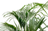 Kentia palm ↕ 180 cm hoog  ⟷ 24 cm pot