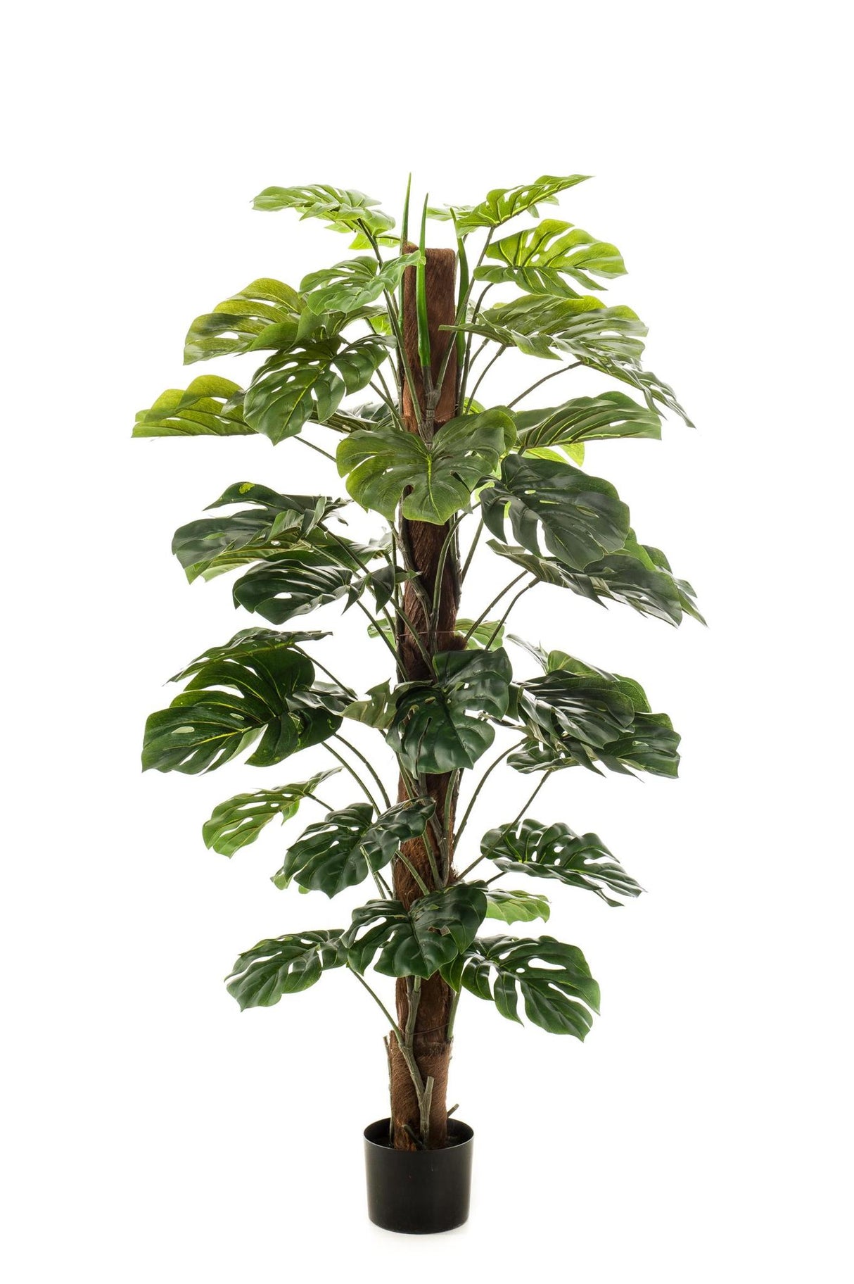 Monstera Deliciosa - ↕ 150 cm hoog  ⟷ 14 cm pot