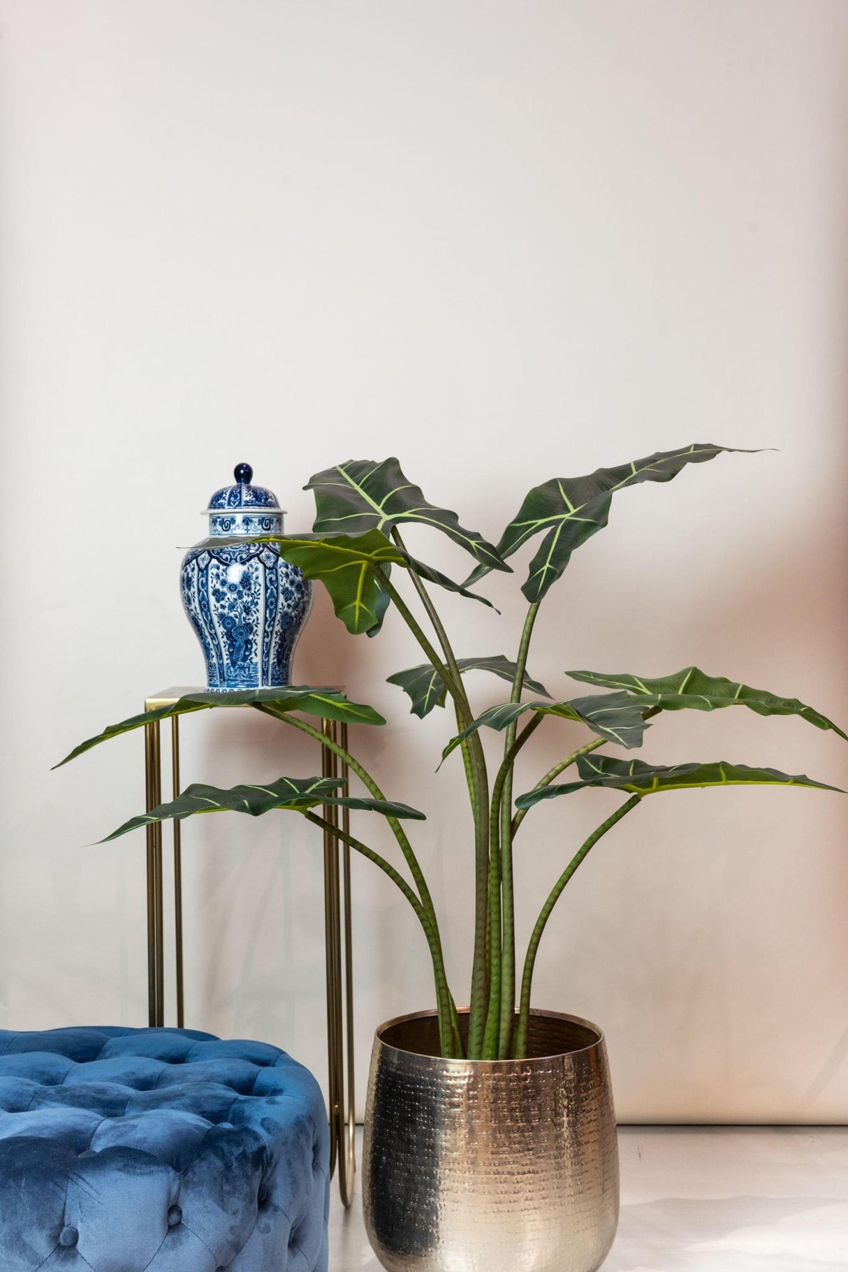 Alocasia Frydek - Olifantsoor - ↕ 100 cm hoog  ⟷ 14 cm pot