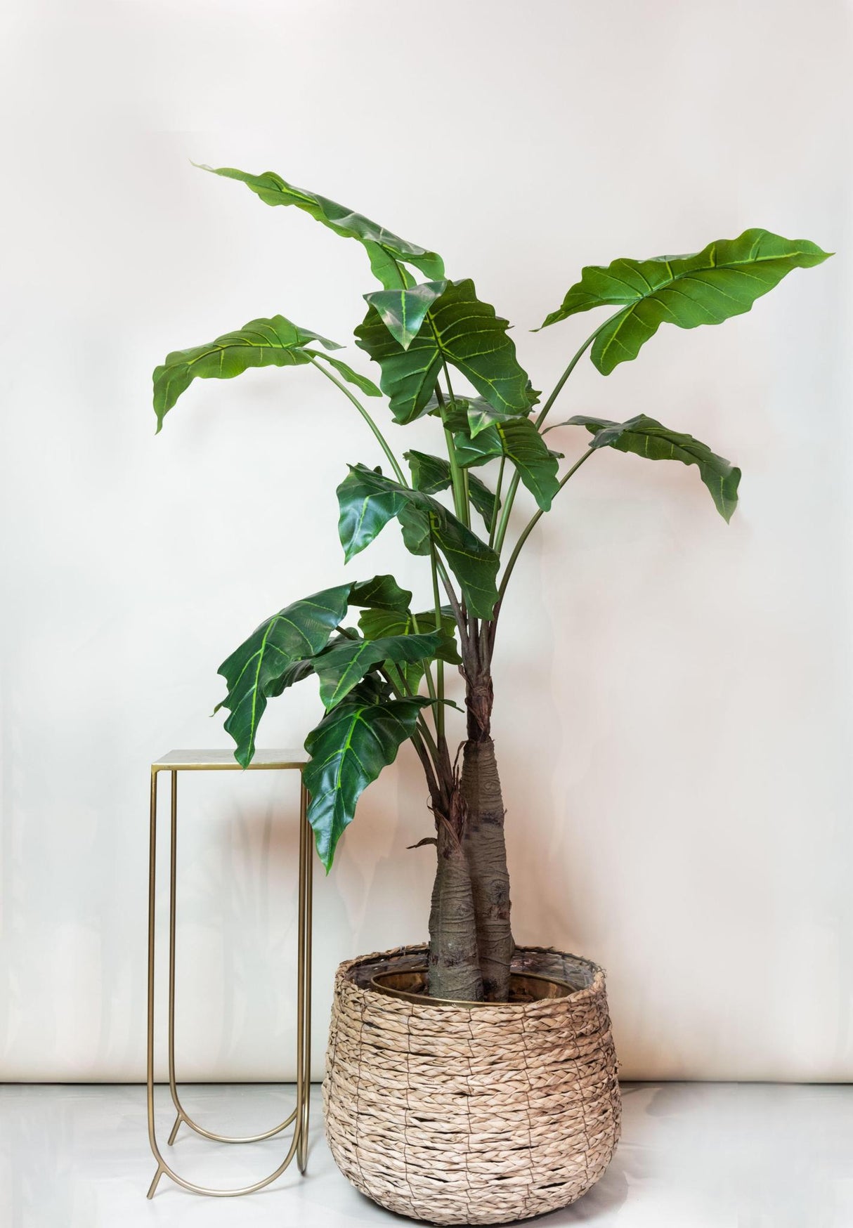 OVIDIO - Alocasia - Olifantsoor ↕180  cm hoog  ⟷ 15 cm pot