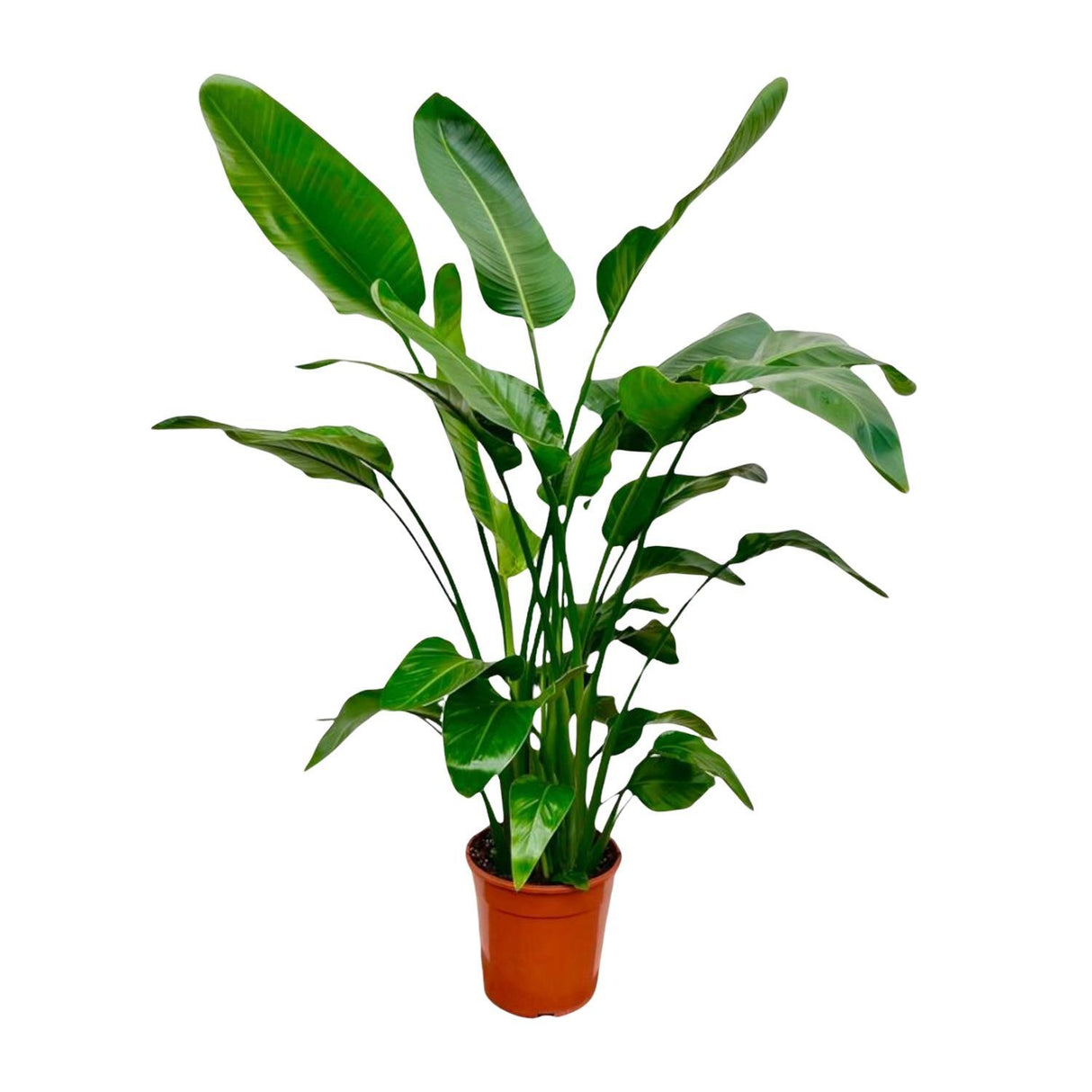 Strelitzia Nicolai ↕ 150 cm hoog  ⟷ 24 cm pot