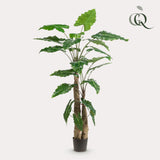 OVIDIO - Alocasia - Olifantsoor ↕180  cm hoog  ⟷ 15 cm pot