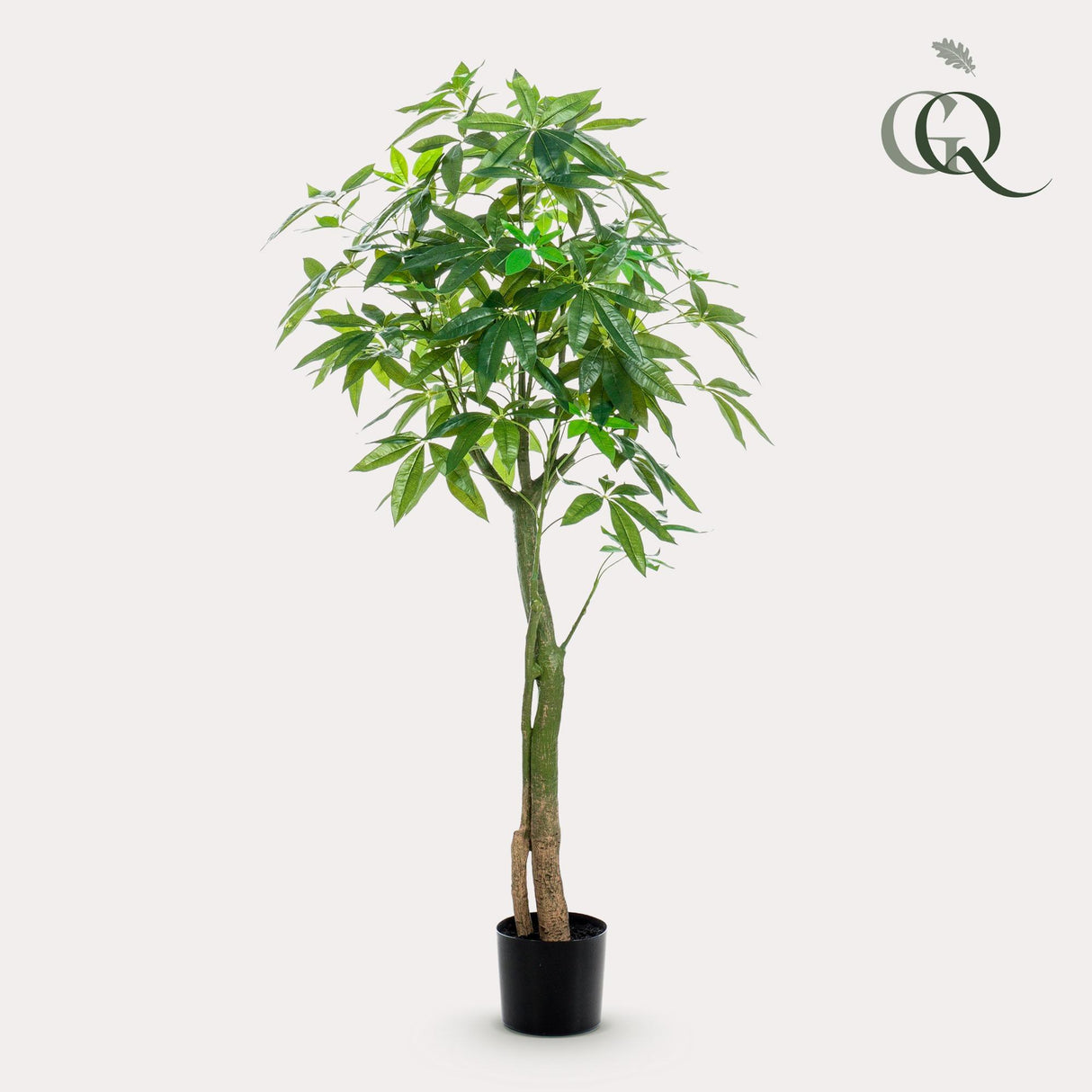 Pachira Aquatica - Geldboom - ↕ 150 cm hoog  ⟷ 15 cm pot