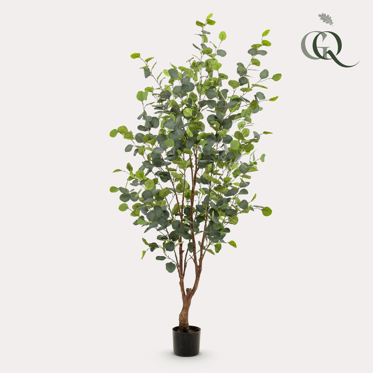 Eucalyptus - Blauwe Gomboom  - ↕ 140 cm hoog  ⟷ 15 cm pot