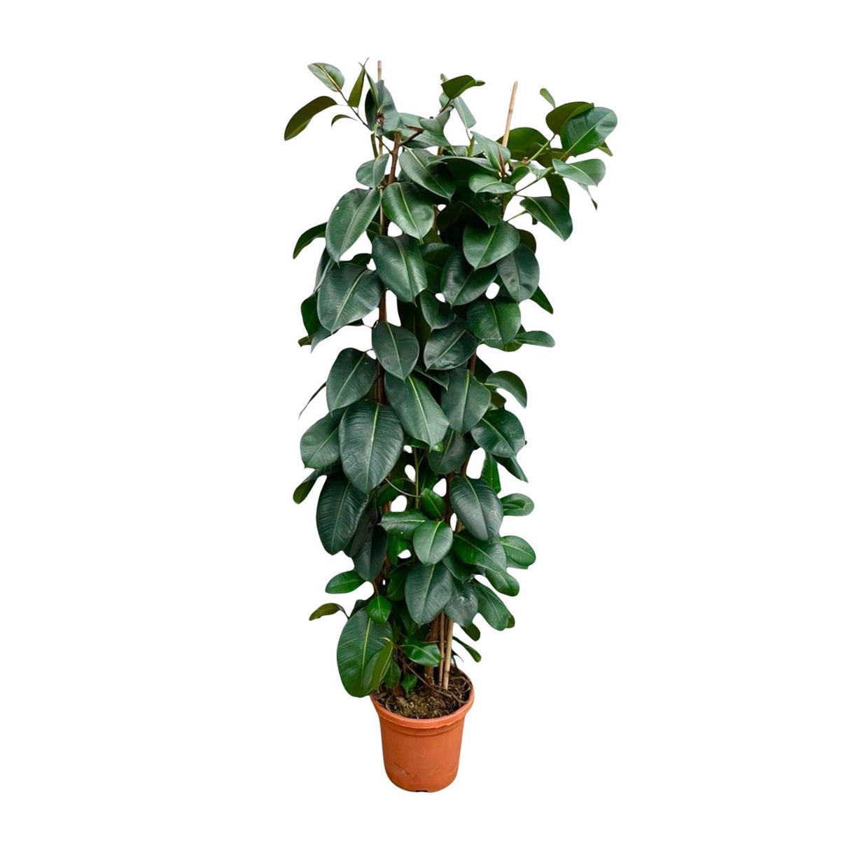 Ficus Elastica Robusta struik ↕ 225 cm hoog  ⟷ 40 cm pot