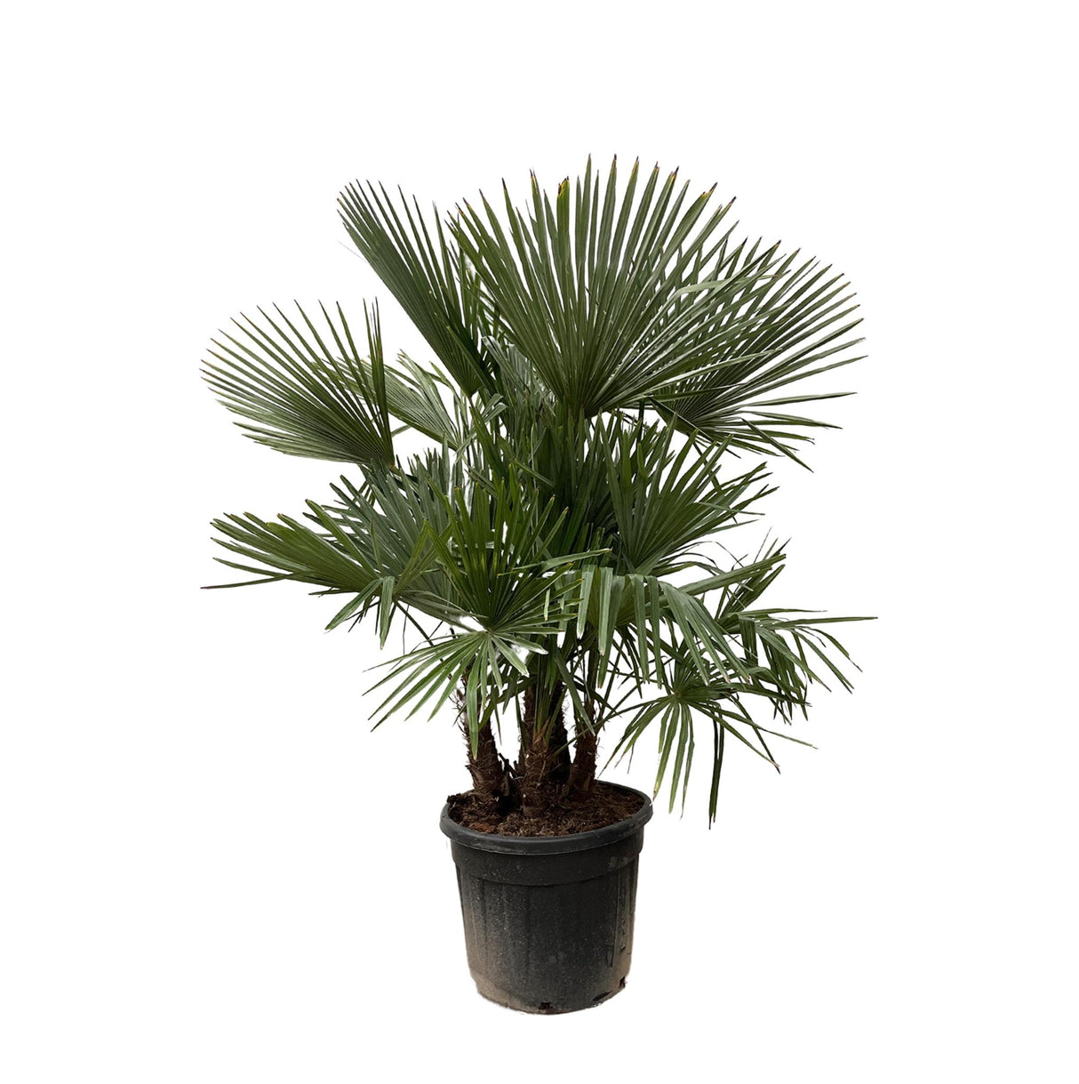 Trachycarpus Fortunei Multistam ↕ 200 cm hoog  ⟷ 45 cm pot