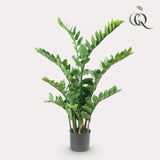 Zamioculcas - Kamerpalm - ↕ 110 cm hoog  ⟷ 14 cm pot