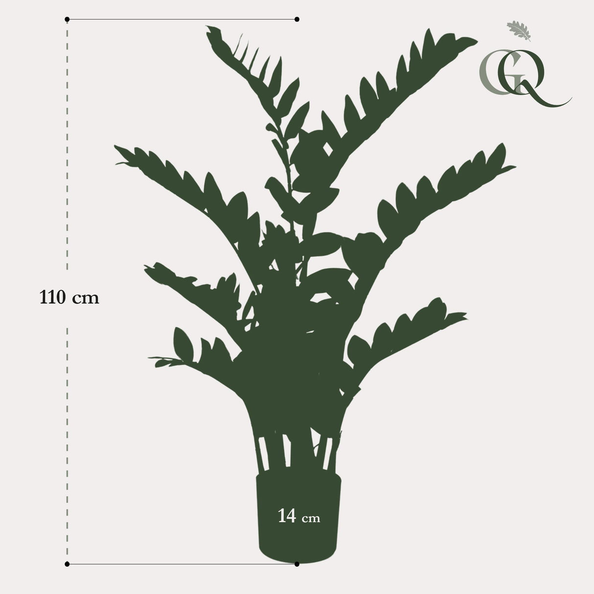 Zamioculcas - Kamerpalm - ↕ 110 cm hoog  ⟷ 14 cm pot