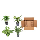 Plantaza Groene Combibox  ↕25-40 cm hoog  ⟷ 12 cm pot - 3 kamerplanten