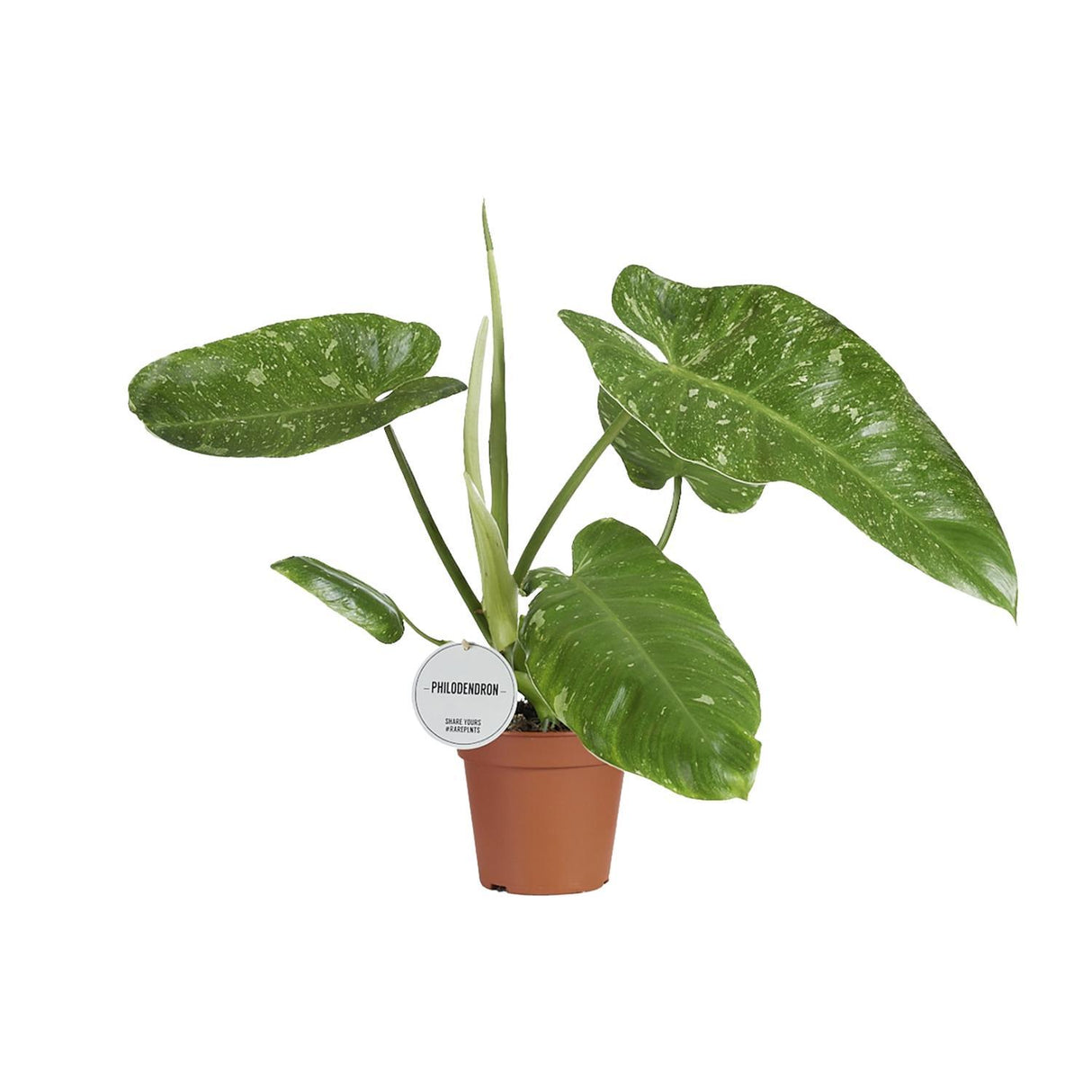 Philodendron Jose Buono ↕ 40 cm hoog  ⟷ 15 cm pot