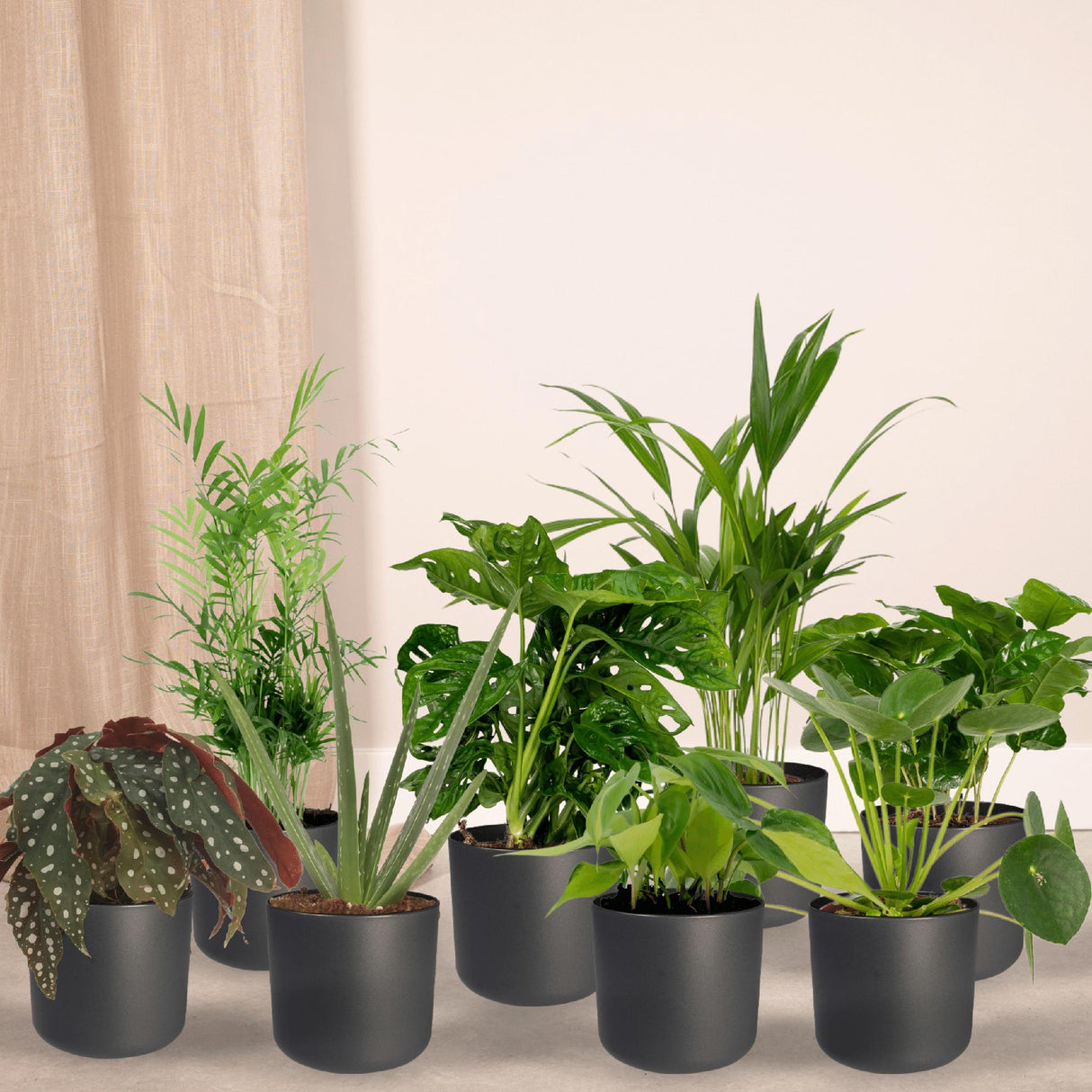 Plantaza Groene Combibox Kantoor - ↕ diversen hoogtes  ⟷ 12 cm pot - 8 kamerplanten