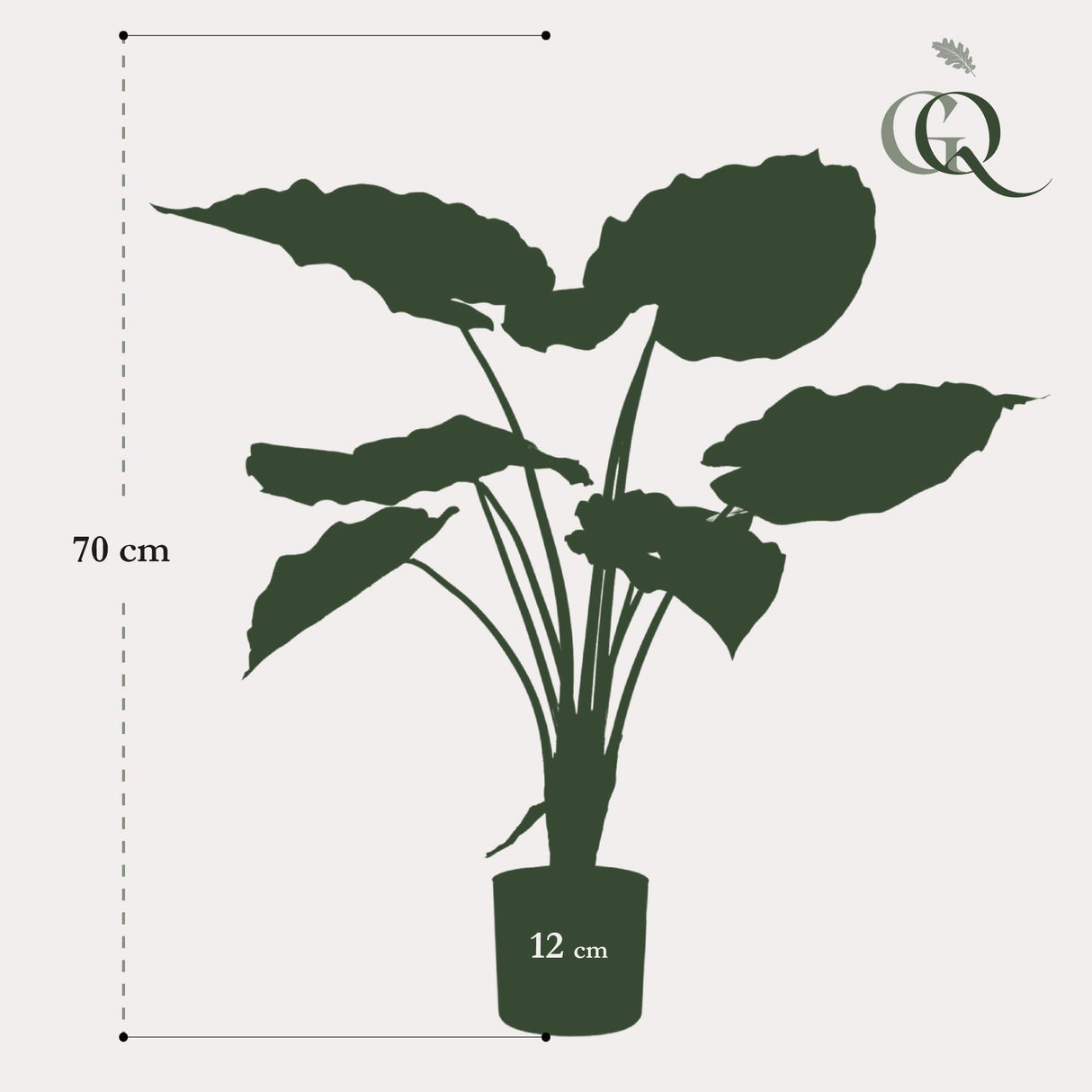 OVIDIO - Alocasia - Olifantsoor ↕ 70 cm hoog  ⟷ 12 cm pot