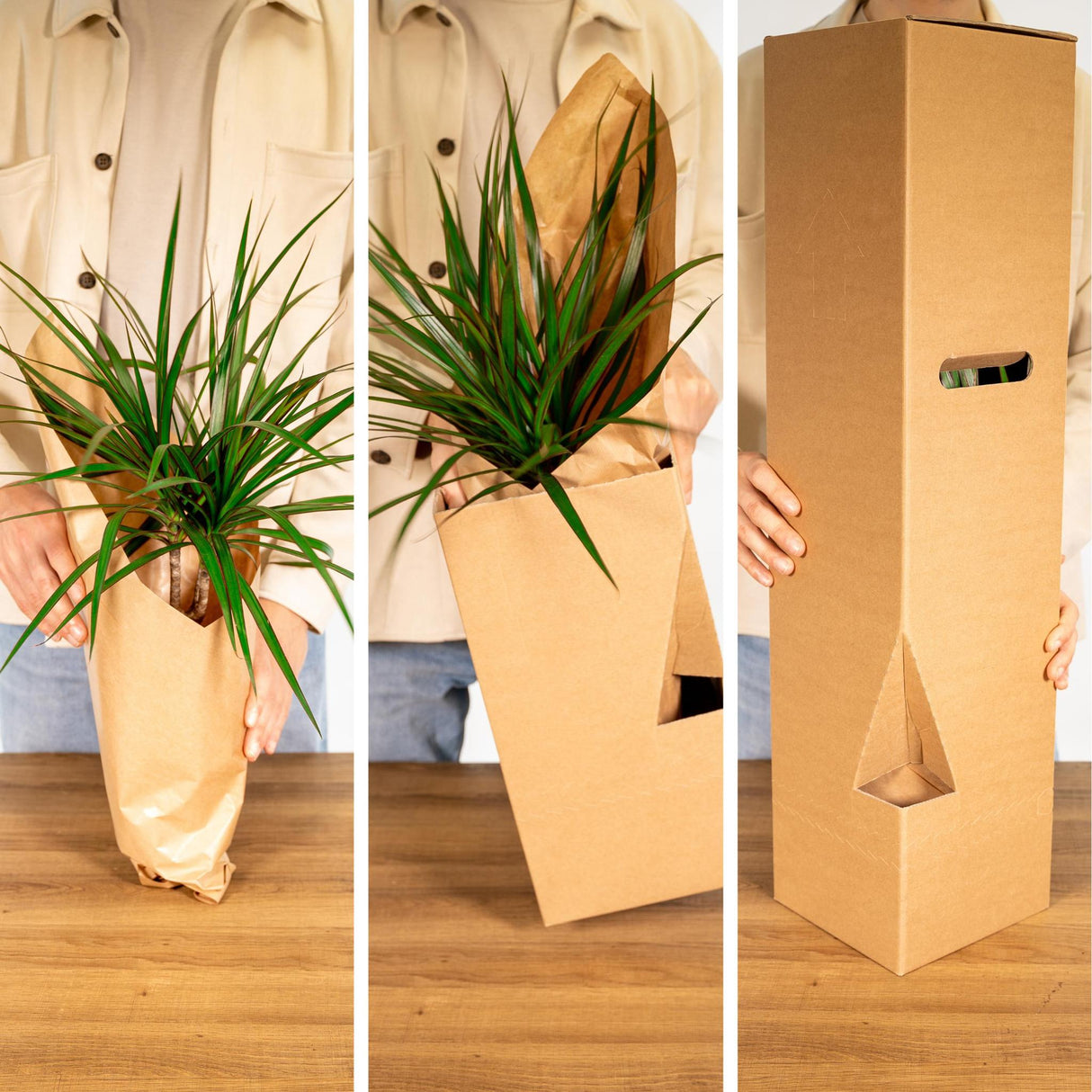 Plantaza Groene Klungelbox ↕ 15-25 cm hoog  ⟷ 10-12 cm pot - 10 kamerplanten