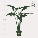 Alocasia Frydek - Olifantsoor - ↕ 100 cm hoog  ⟷ 14 cm pot