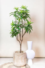 Dracaena - Drakenboom - ↕ 155 cm hoog  ⟷ 14 cm pot