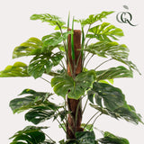 Monstera Deliciosa - ↕ 150 cm hoog  ⟷ 14 cm pot