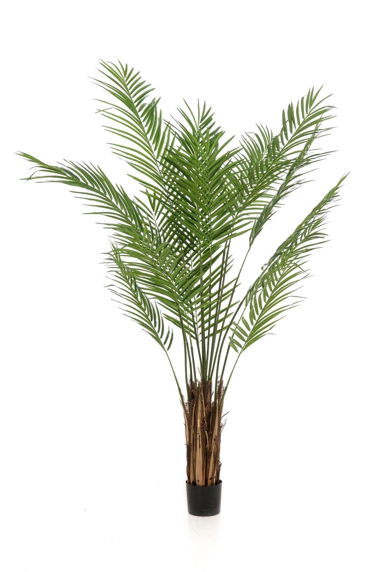 Areca Lutescens - Goudpalm - ↕ 180 cm hoog  ⟷ 17 cm pot