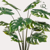 Monstera Deliciosa - ↕ 80 cm hoog  ⟷ 14 cm pot