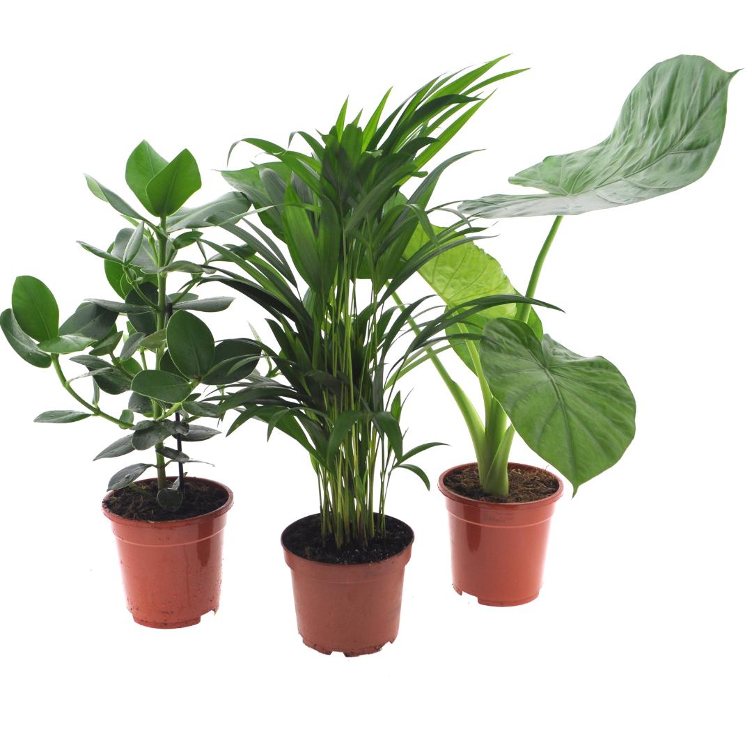 Plantaza Groene Combibox ↕ 50 cm hoog  ⟷ 17 cm pot - 3 kamerplanten