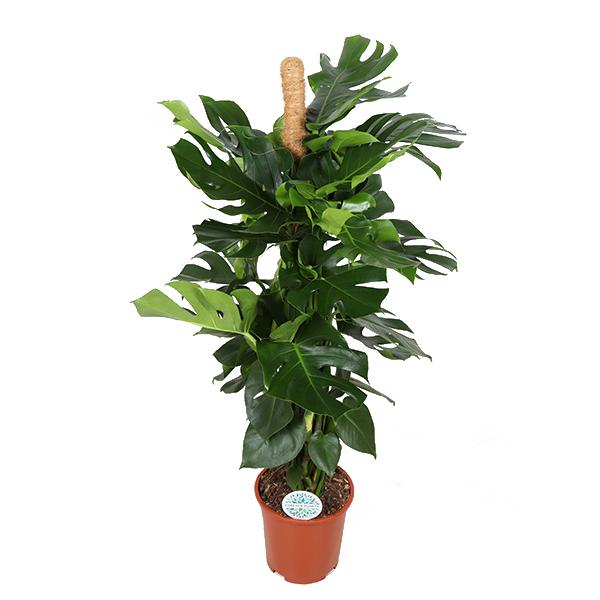 Monstera Deliciosa met Mosstok ↕ 150 cm hoog  ⟷ 27 cm potm