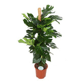 Monstera Deliciosa met Mosstok ↕ 150 cm hoog  ⟷ 27 cm potm