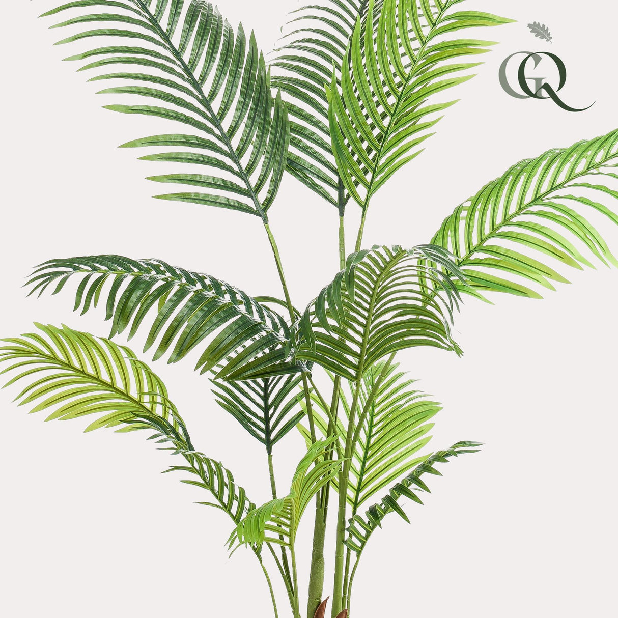 Howea Forsteriana - ↕ 140 cm hoog  ⟷ 14 cm pot