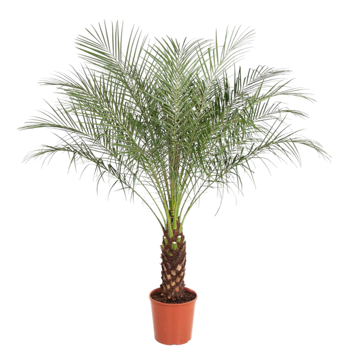 Phoenix Roebelenii palmboom, dwergdadelpalm, 150 cm hoog, 27 cm potmaat, ideaal voor buiten in de tuin.