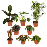 Plantaza Groene Klungelbox  ↕ 15-25 cm hoog ⟷ 12-15 cm pot - 8 kamerplanten