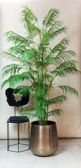 Chamaedorea Elegans - Bergpalm - ↕ 180 cm hoog  ⟷ 14 cm pot