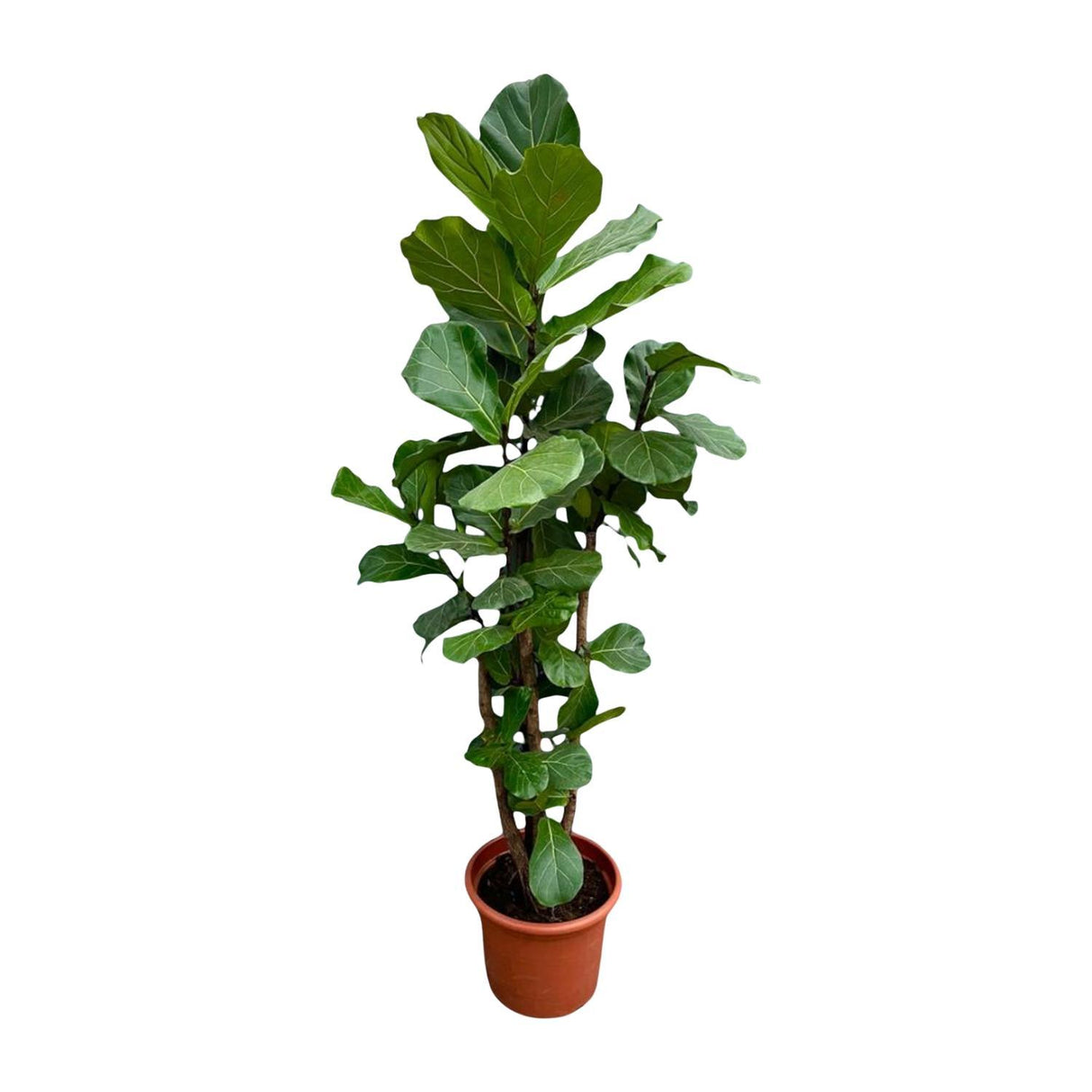 Ficus Lyrata vertakt ↕ 220 cm hoog  ⟷ 40 cm pot