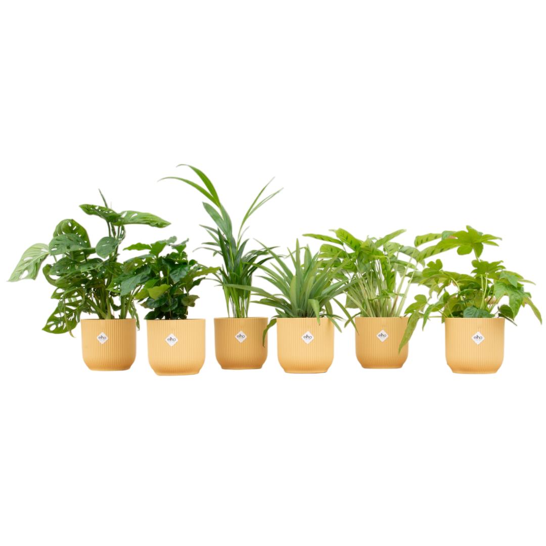 Plantaza Event Verrassingsbox - 6  kamerplanten planten inclusief elho Vibes Fold Round Ø14 botergeel