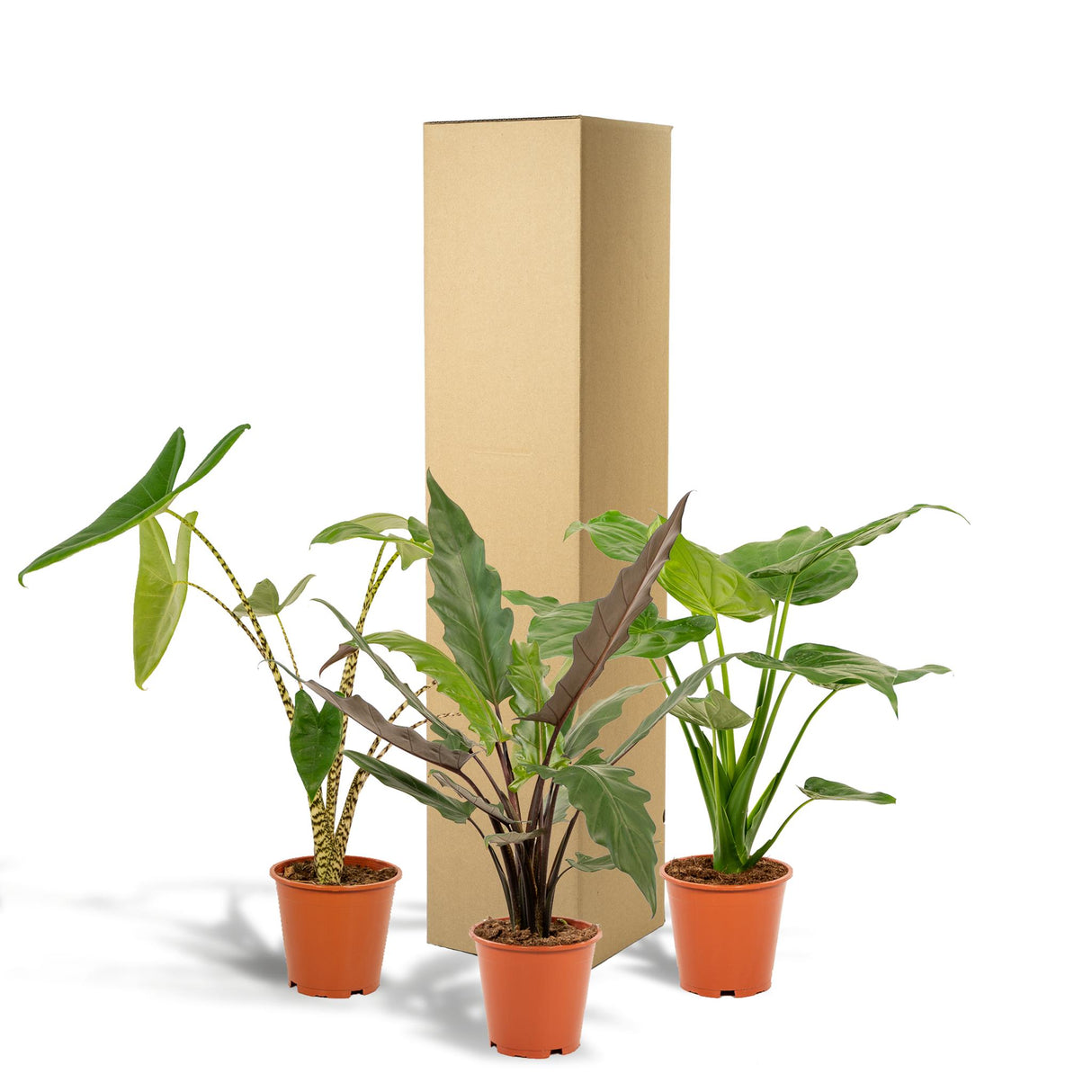 Plantaza Groene Combibox ↕ 60-75 cm hoog  ⟷ 19 cm pot  - 3 kamerplanten