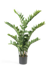 Zamioculcas - Kamerpalm - ↕ 110 cm hoog  ⟷ 14 cm pot