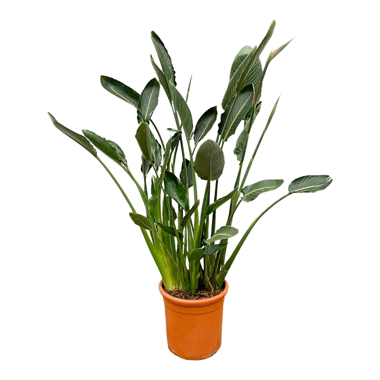 Strelitzia Reginae ↕ 150cm hoog  ⟷ 30 cm pot