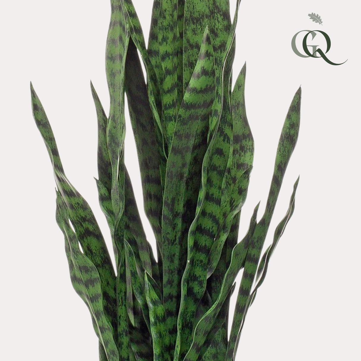 Sanseveria black coral - Vrouwentong - ↕ 97 cm hoog  ⟷ 12 cm pot