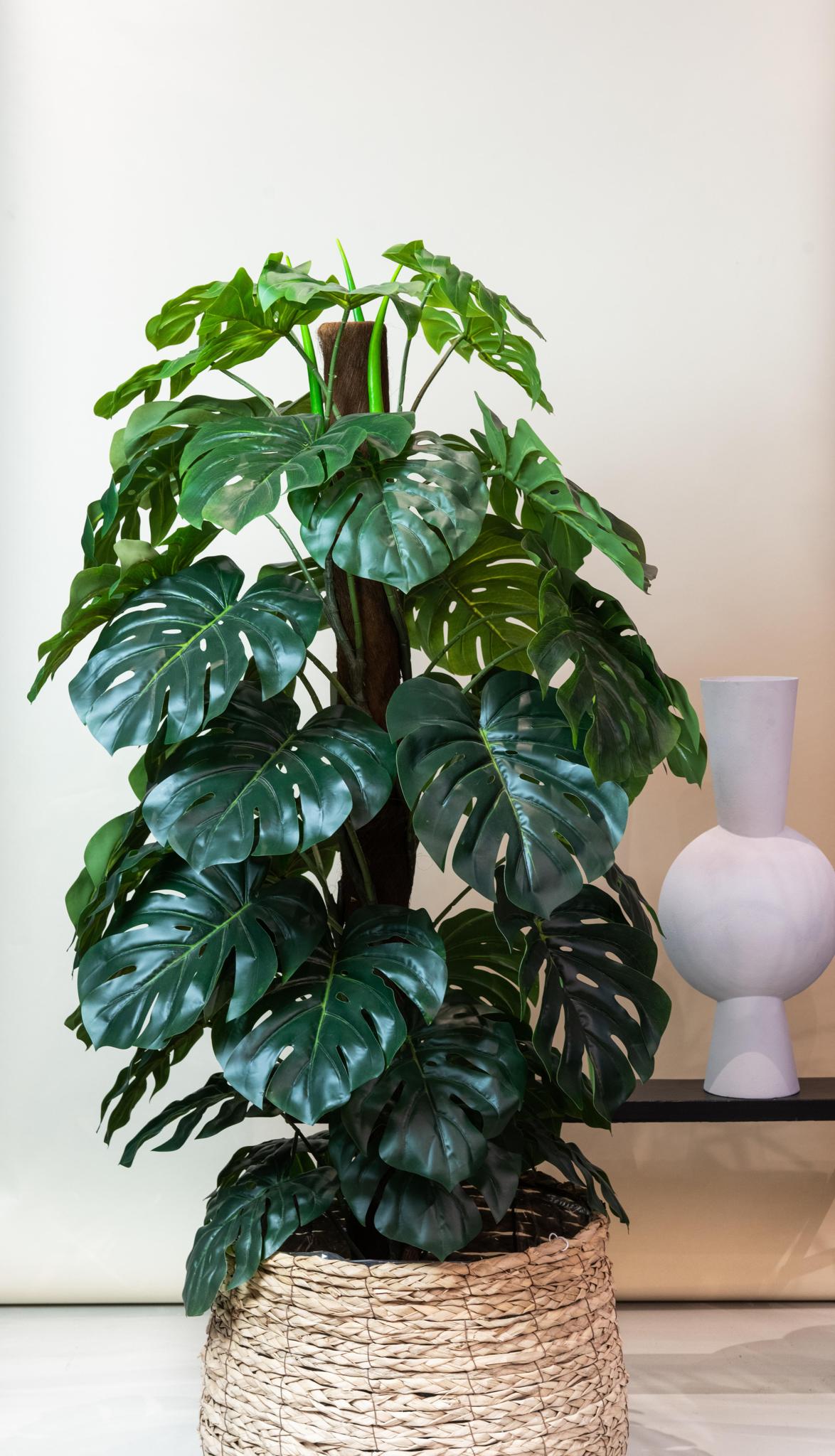 Monstera Deliciosa - ↕ 150 cm hoog  ⟷ 14 cm pot