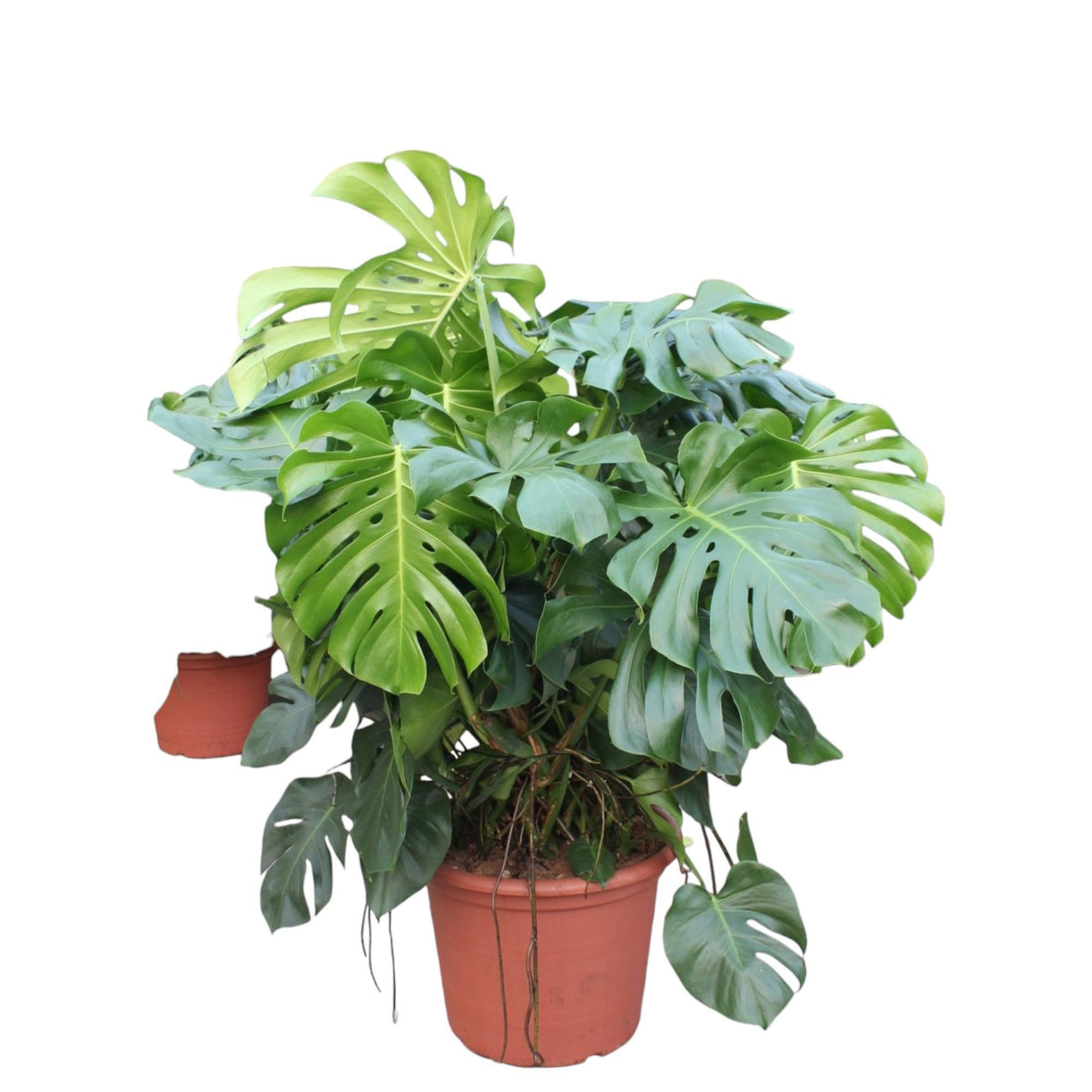 Monstera Deliciosa ↕ 130 cm hoog  ⟷ 55 cm pot